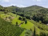 Weinanbaugebiet im grünen von oben