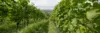 Weinreben und bewölkter Himmel