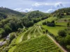 Weinberge und Bäume, hügelige Landschaft in grün