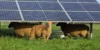 Weide mit Schaden und über ihnen einige Solarpanels