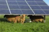 Weide mit Schaden und über ihnen einige Solarpanels