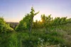 Weinberge von unten bei Sonnenuntergang