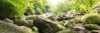 Steine mit Moos im Wald