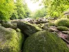 Steine mit Moos im Wald