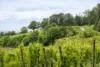 Weinanbau