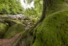 Moosbewachsene Bäume und Steine