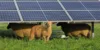 Photovoltaik Freiflächenanlage in Heppenheim mit Schafen