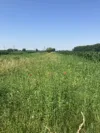 Blühende Wiese