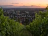 Blick von einem Weinberg auf Bensheim an der bergstraße